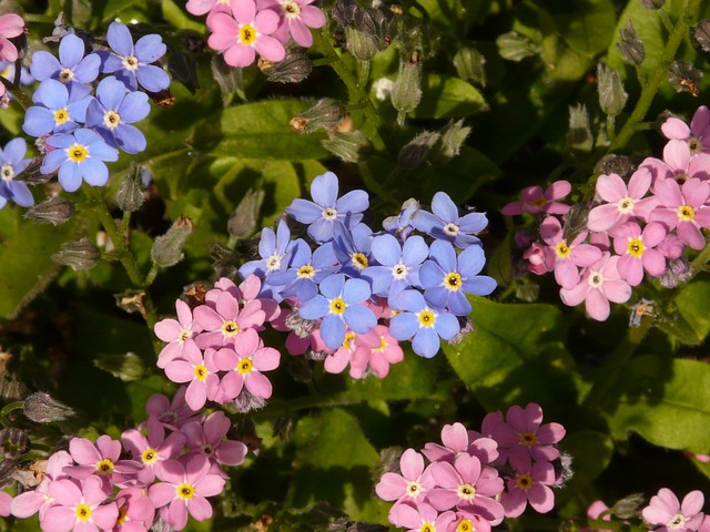 忘れな草の花